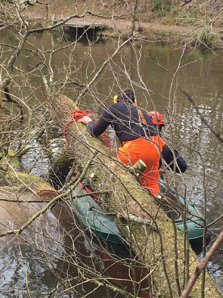 Island Pond tree removal